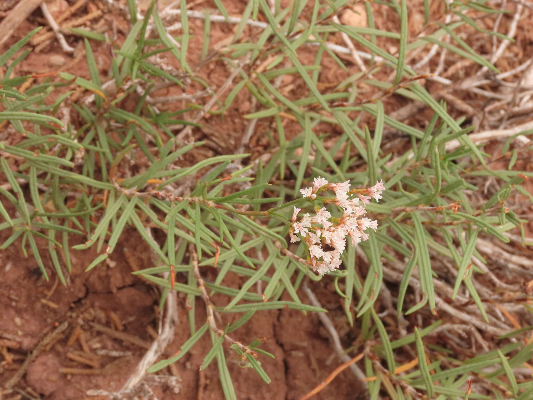 Imagem de Eriogonum leptophyllum (Torr. & Gray) Woot. & Standl.