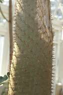 Image of Pachypodium geayi Costantin & Bois