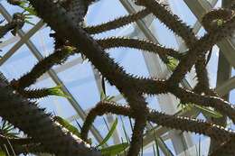 Image of Pachypodium geayi Costantin & Bois