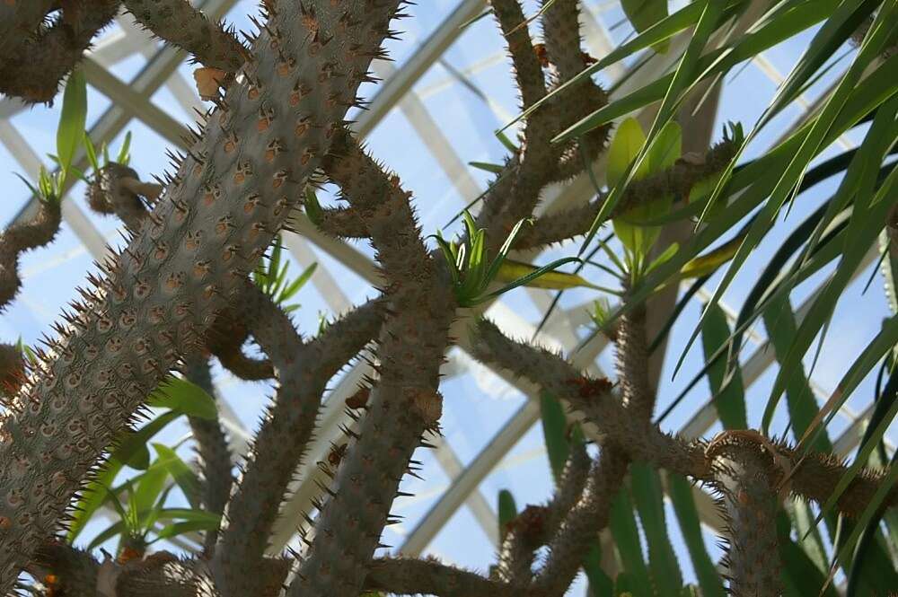 Image of Pachypodium geayi Costantin & Bois