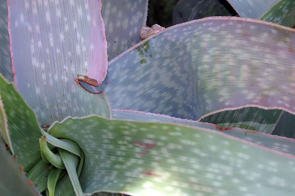 Image of Aloe reynoldsii Letty