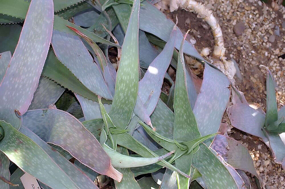 Image of Aloe reynoldsii Letty