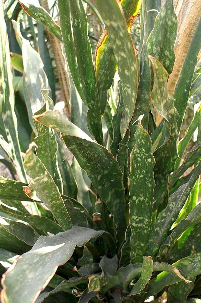 Image de Sansevieria kirkii Baker