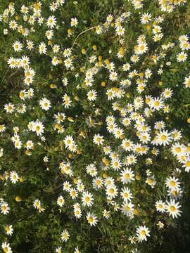 Image of chamomile