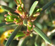 Image of Hibbertia exasperata (Steudel) Briq.