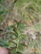 Image of Veronica macrantha Hook. fil.