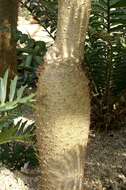 Image of Pachypodium geayi Costantin & Bois