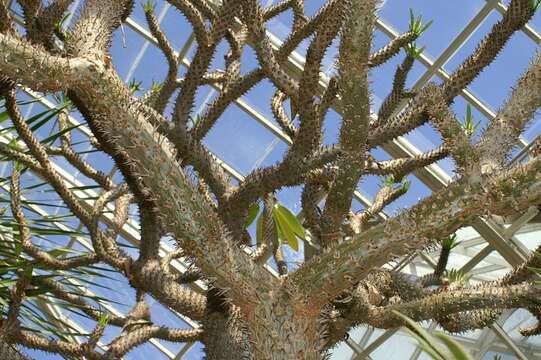 Image of Pachypodium geayi Costantin & Bois