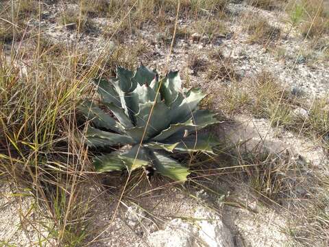 Image of Agave nuusaviorum García-Mend.