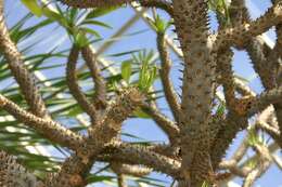 Image of Pachypodium geayi Costantin & Bois