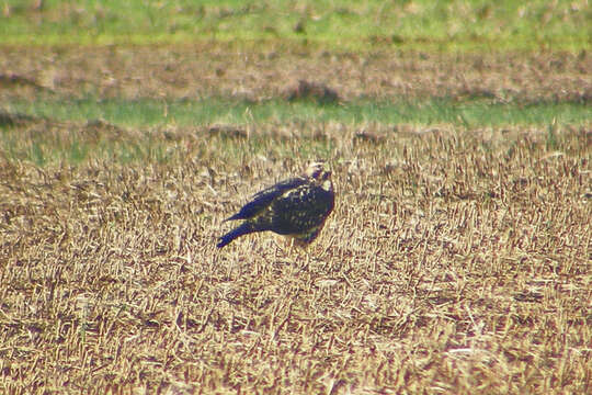 Image of Swainson's Hawk