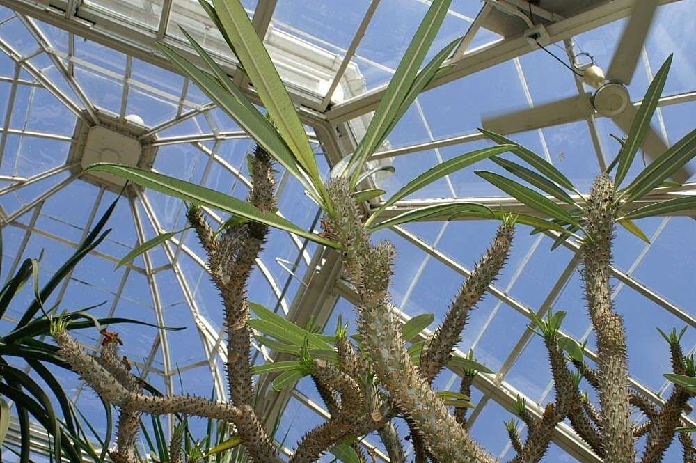 Image of Pachypodium geayi Costantin & Bois