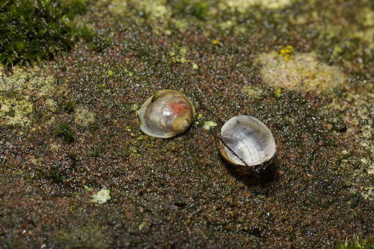 Image of horny orb mussel