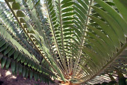 Image of Natal Cycad