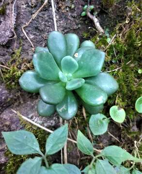 Image of Cremnophila nutans Rose