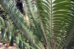 Imagem de Encephalartos natalensis R. A. Dyer & I. Verd.