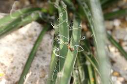 Image of redflower false yucca