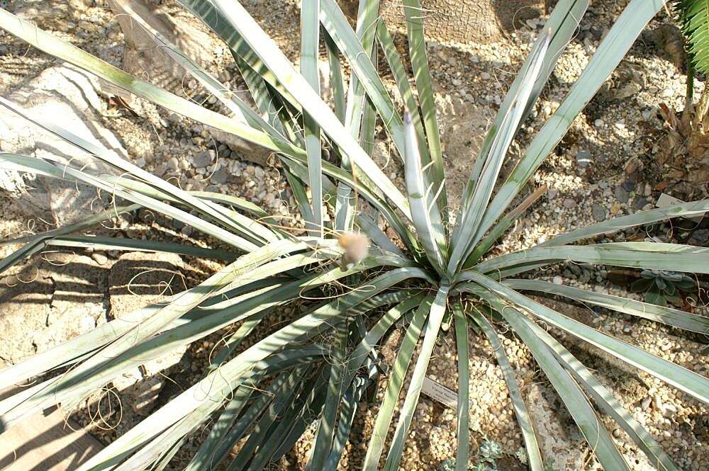 Yucca baccata Torr. resmi