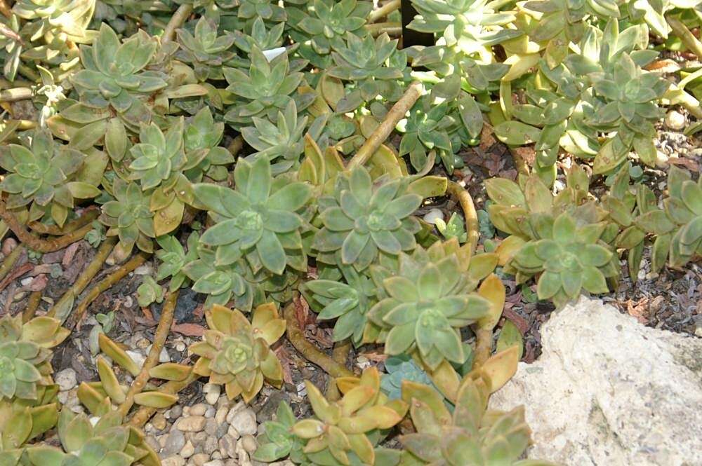 Image de Sedum nussbaumerianum Bitter