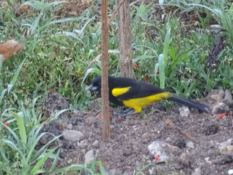 Image of Black-cowled Oriole