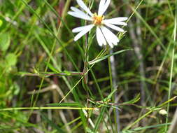 Image of Boreal American-Aster