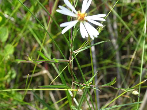 Image de Symphyotrichum boreale (Torr. & A. Gray) A. Löve & D. Löve