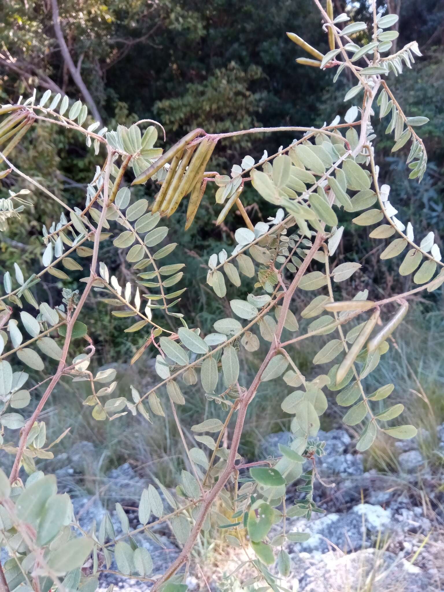 Image de Indigofera lyallii Baker