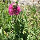 Image of coast checkerbloom