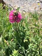 Image of coast checkerbloom