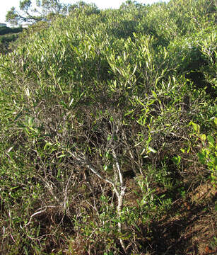 Image of Olea exasperata Jacq.