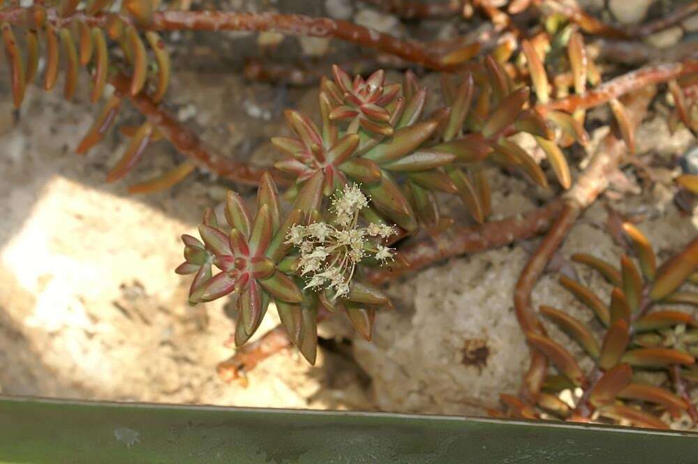 Image de Sedum nussbaumerianum Bitter