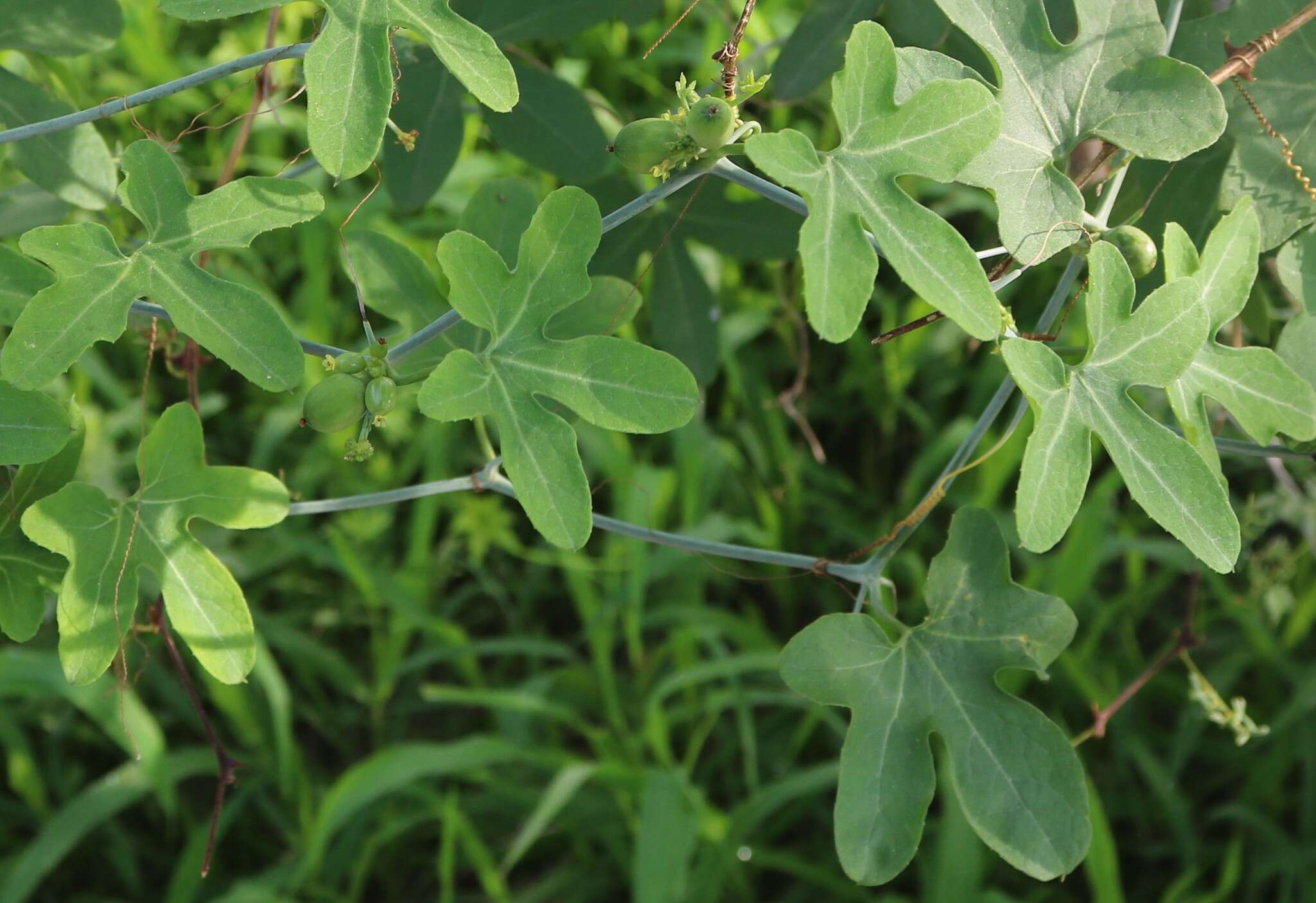 Image of Corallocarpus bainesii (Hook. fil.) A. Meeuse