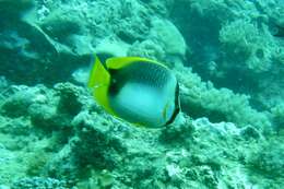 Image of Somali Butterflyfish