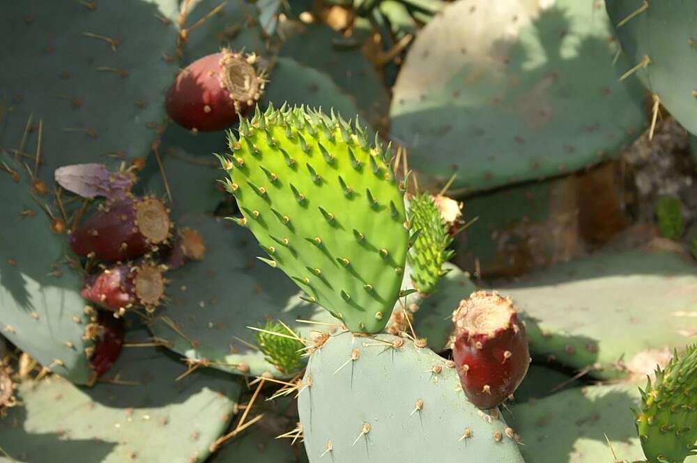 Image of Brownspine Pricklypear