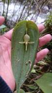 Imagem de Pleurothallis apopsis Luer