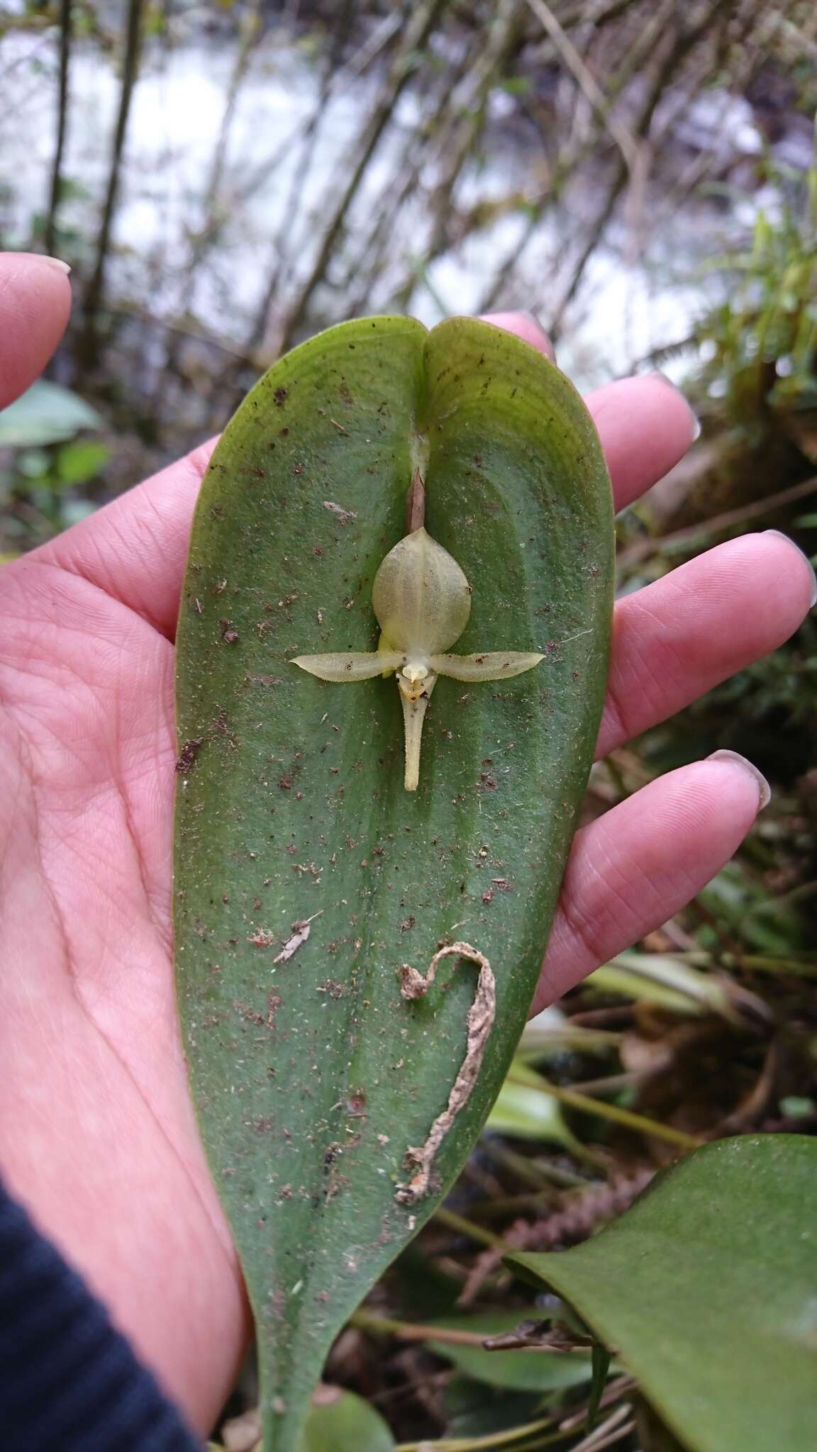 Imagem de Pleurothallis apopsis Luer