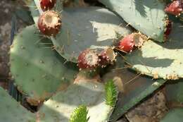 Image of Brownspine Pricklypear