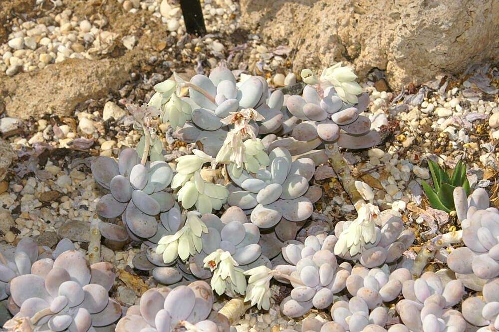 Image of Pachyphytum oviferum J. A. Purpus