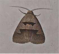 Image of Anoba plumipes Wallengren 1860