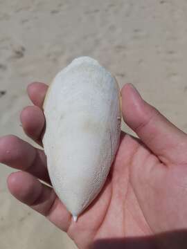 Image of Reaper cuttlefish