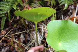 Image of Mount Cook buttercup