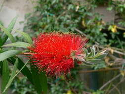 صورة Callistemon citrinus (Curtis) Skeels