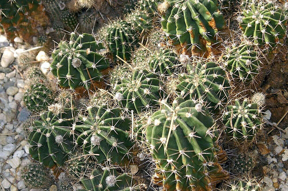 Image of Echinopsis oxygona