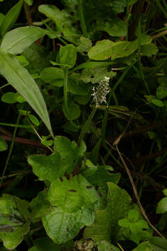 Image of Plantago palmata Hook. fil.