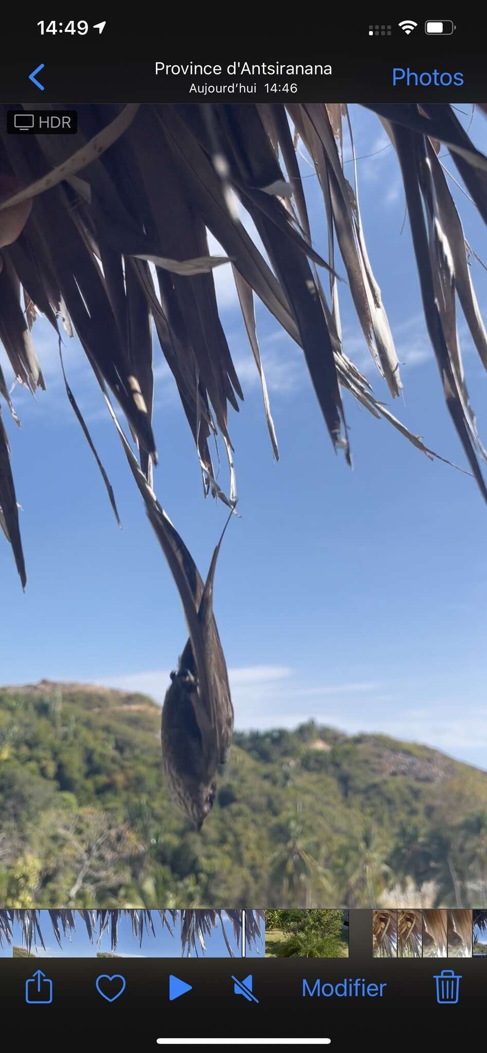 Image of Malagasy Palm Swift