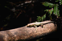 Image of Samoa Skink