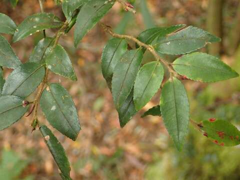 Image of Camellia lutchuensis Ito ex Ito & Matsum.