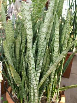 Imagem de Sansevieria trifasciata Prain