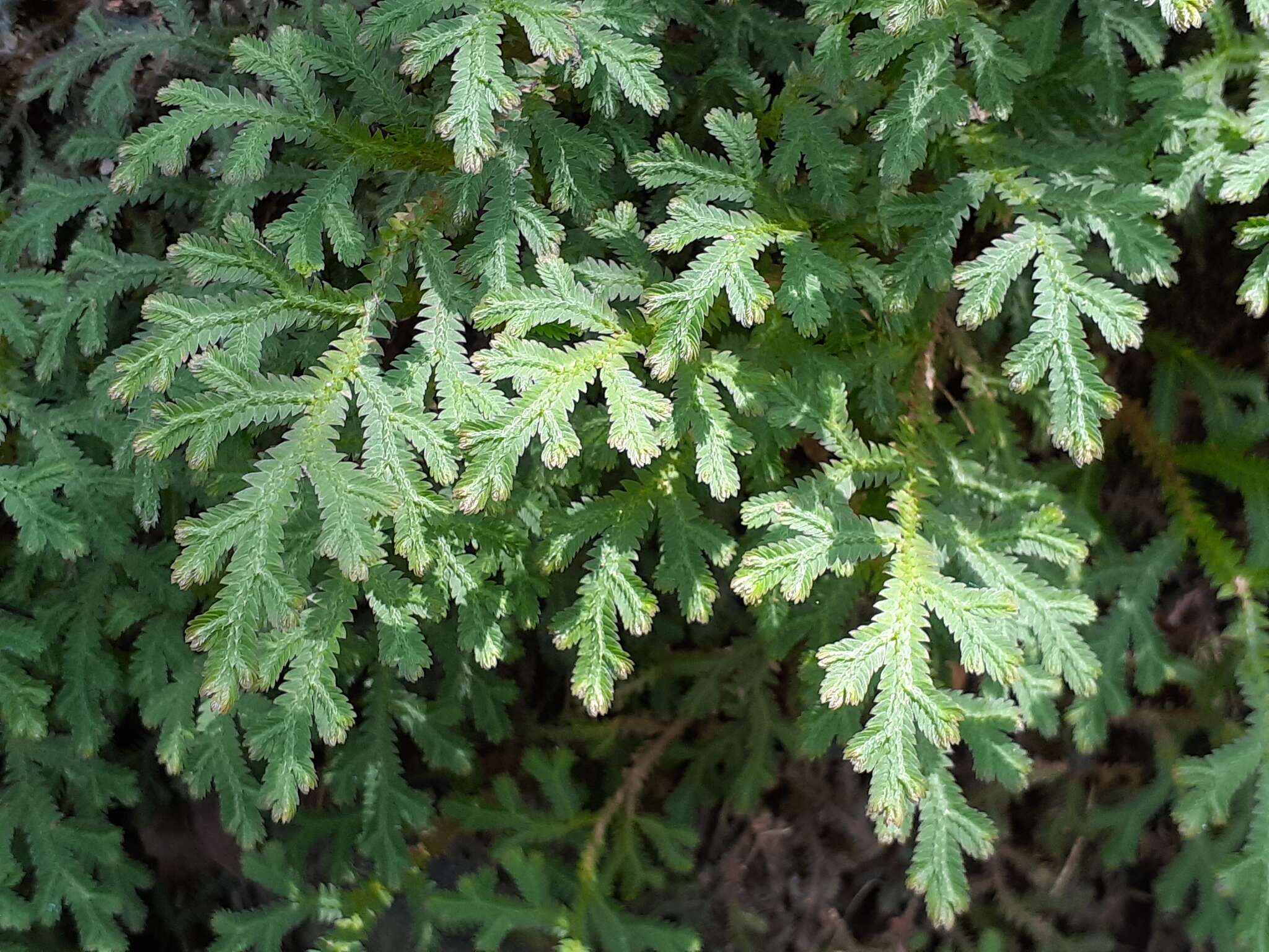 Image of Selaginella repanda (Desv. & Poir.) Spring