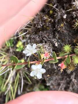 Image of Myrteola nummularia (Poir.) O. Berg